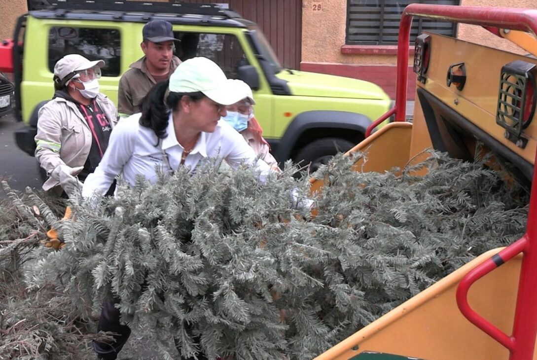En el marco de las acciones para preservar el medio ambiente en la alcaldía, se recolectaron y procesaron 5 mil 10 árboles de Navidad naturales, mil más que en 2023, en el programa “Árbol por Árbol”, informó la alcaldesa Lía Limón. FOTO: Especial