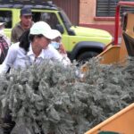 En el marco de las acciones para preservar el medio ambiente en la alcaldía, se recolectaron y procesaron 5 mil 10 árboles de Navidad naturales, mil más que en 2023, en el programa “Árbol por Árbol”, informó la alcaldesa Lía Limón. FOTO: Especial