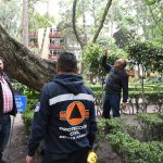 Con el objetivo de prevenir incidentes durante la temporada de lluvias y proteger la integridad de vecinos y visitantes, la alcaldía Benito Juárez, por instrucciones del alcalde Luis Mendoza, dio inicio a la verificación del arbolado en riesgo en el Parque Pascual Ortiz Rubio en la colonia del Valle. FOTO: Especial