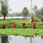 La alcaldesa Circe Camacho Bastida, la Alcaldía Xochimilco puso en marcha un programa intensivo de limpieza de canales y retiro de lirio acuático, como parte de una estrategia integral para recuperar el sistema de canales de la zona chinampera.