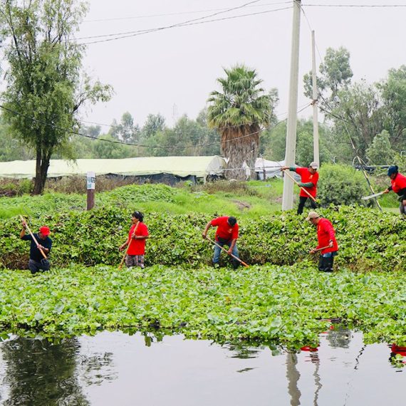 La alcaldesa Circe Camacho Bastida, la Alcaldía Xochimilco puso en marcha un programa intensivo de limpieza de canales y retiro de lirio acuático, como parte de una estrategia integral para recuperar el sistema de canales de la zona chinampera.