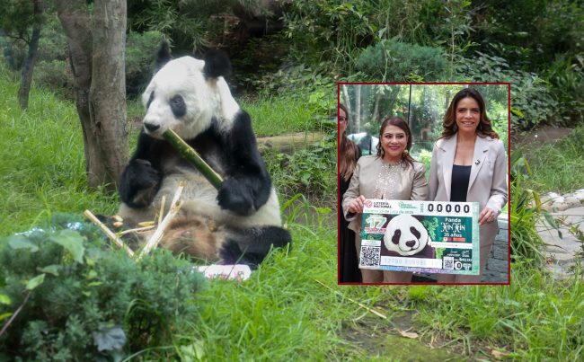 La jefa de Gobierno, Clara Brugada Molina encabezó la develación del billete de la Lotería Nacional “Panda Xin Xin 35 años” con lo que se otorga un reconocimiento a la osa gigante de 35 años de edad –equivalentes a más 100 de humano–, siempre viviendo en el Zoológico de Chapultepec. FOTOS: Especial